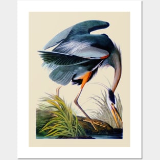 Audubon Great Blue Heron Posters and Art